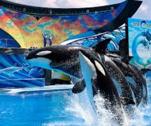SEA WORLD 